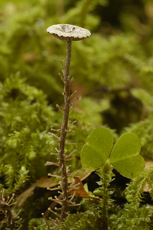 Dendrocollybia racemosa (door Nico Dam)