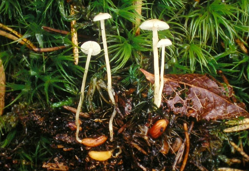 Collybia tuberosa (door Aldert Gutter)