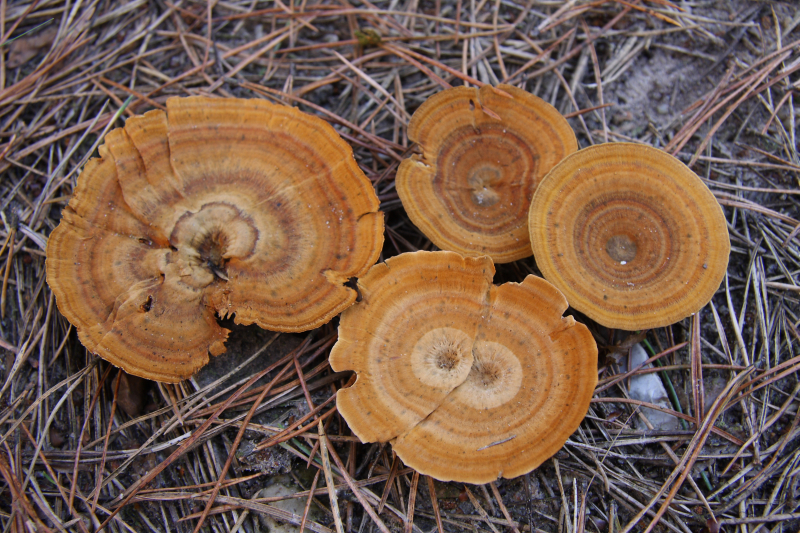 Coltricia perennis (door Aldert Gutter)