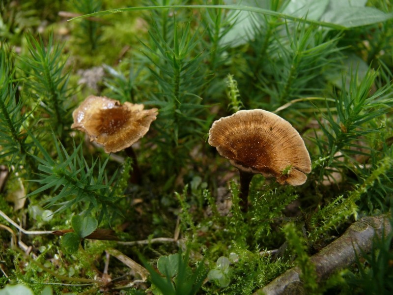 Coltricia cinnamomea (door Marjon van der Vegte)