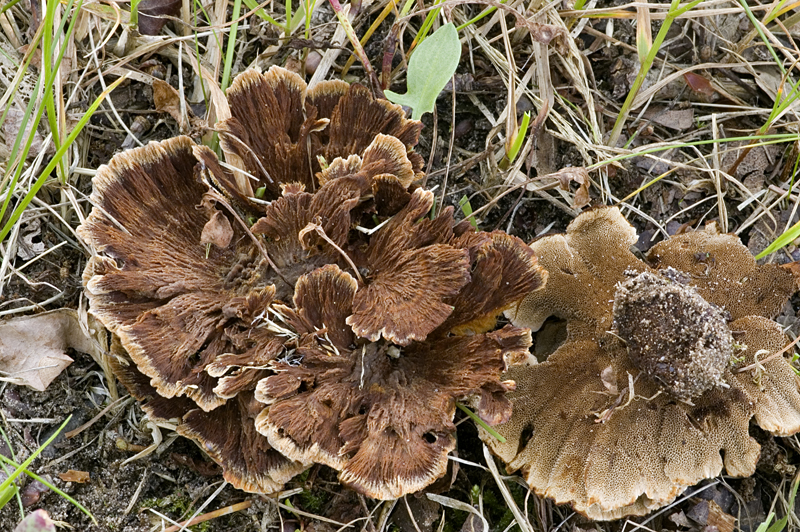 Coltricia confluens (door Nico Dam)