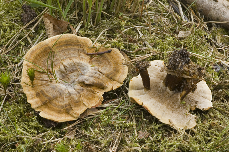 Coltricia perennis (door Nico Dam)