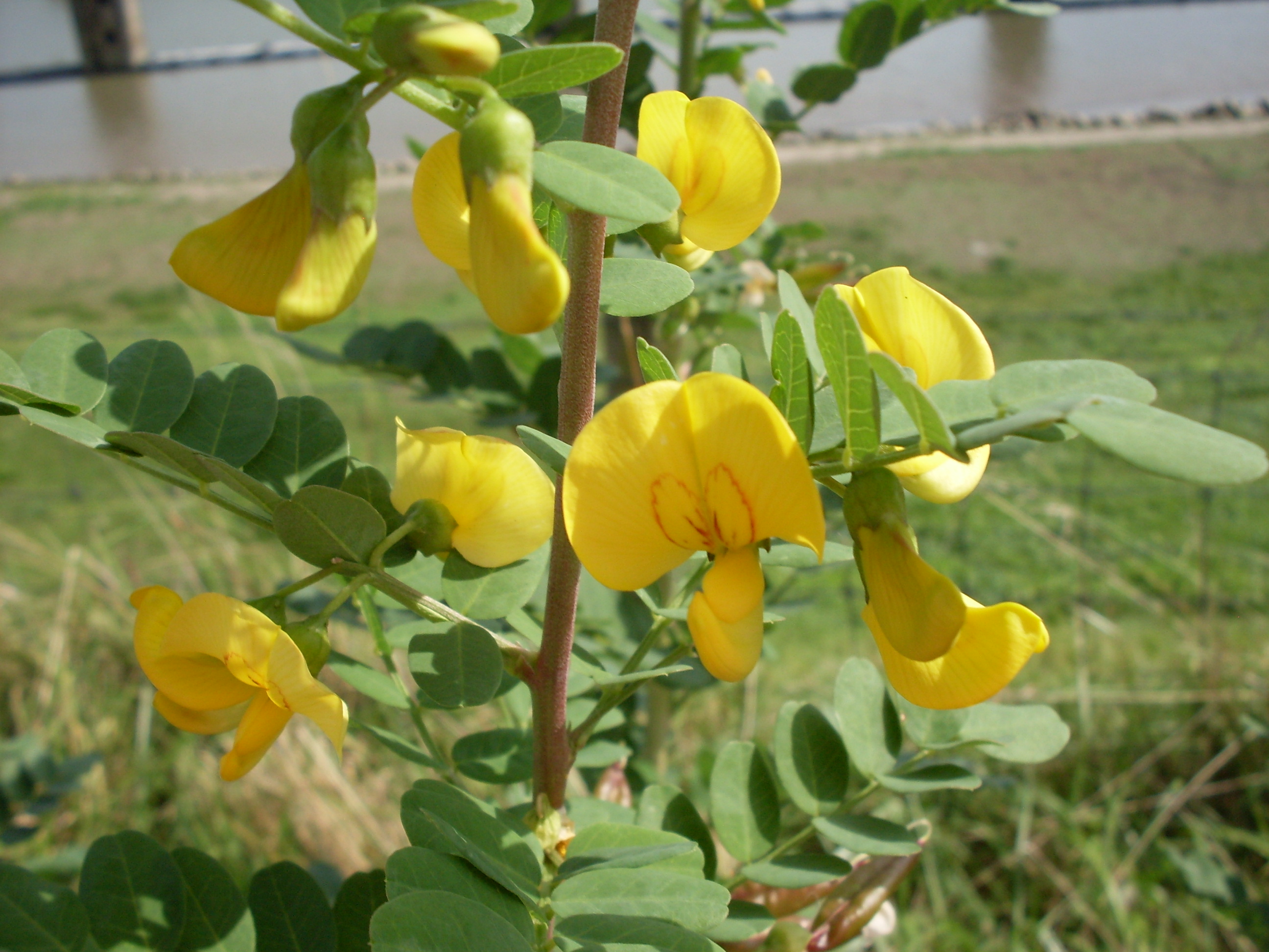 Colutea arborescens (door Dick Kerkhof)