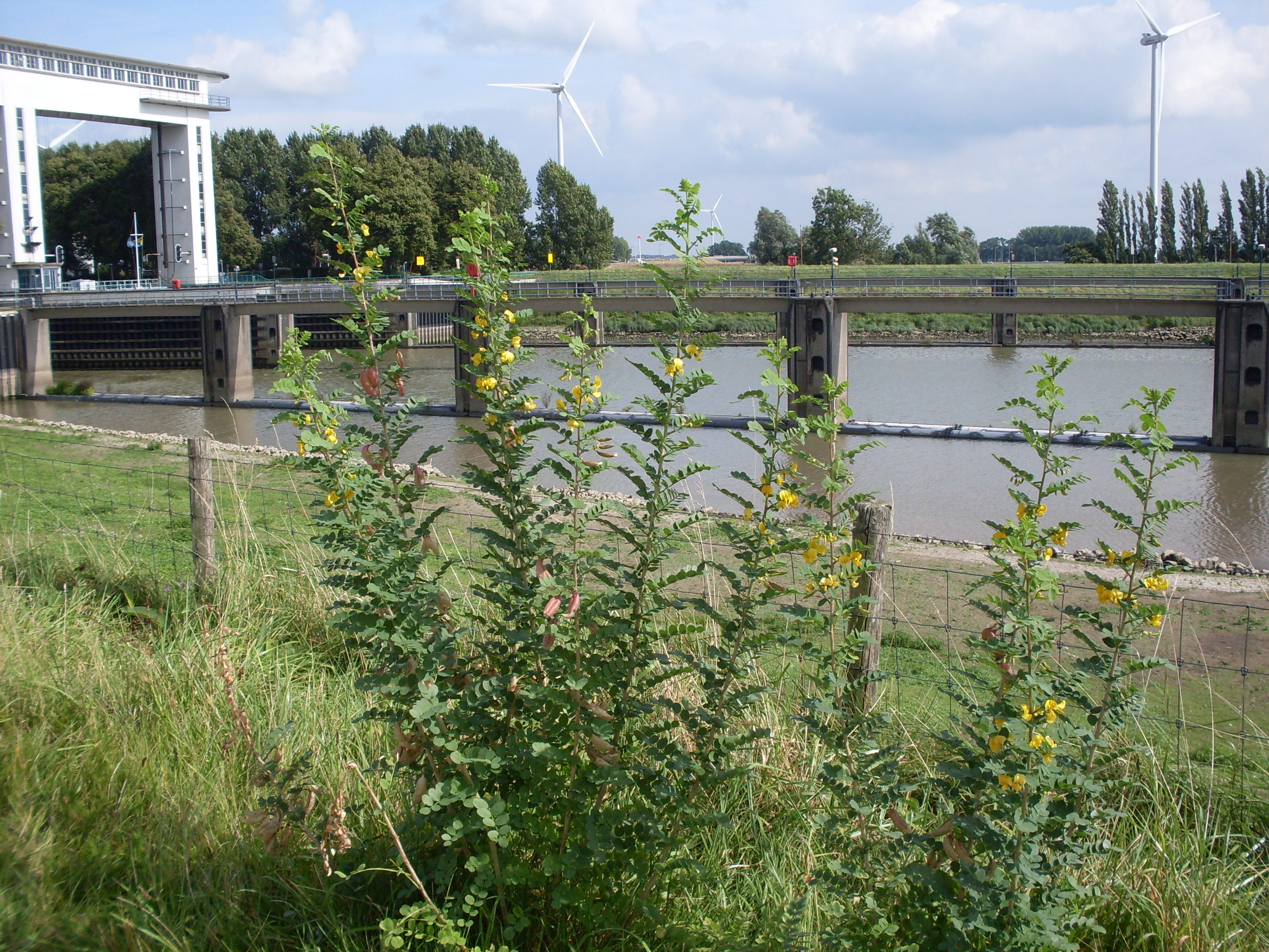 Colutea arborescens (door Dick Kerkhof)