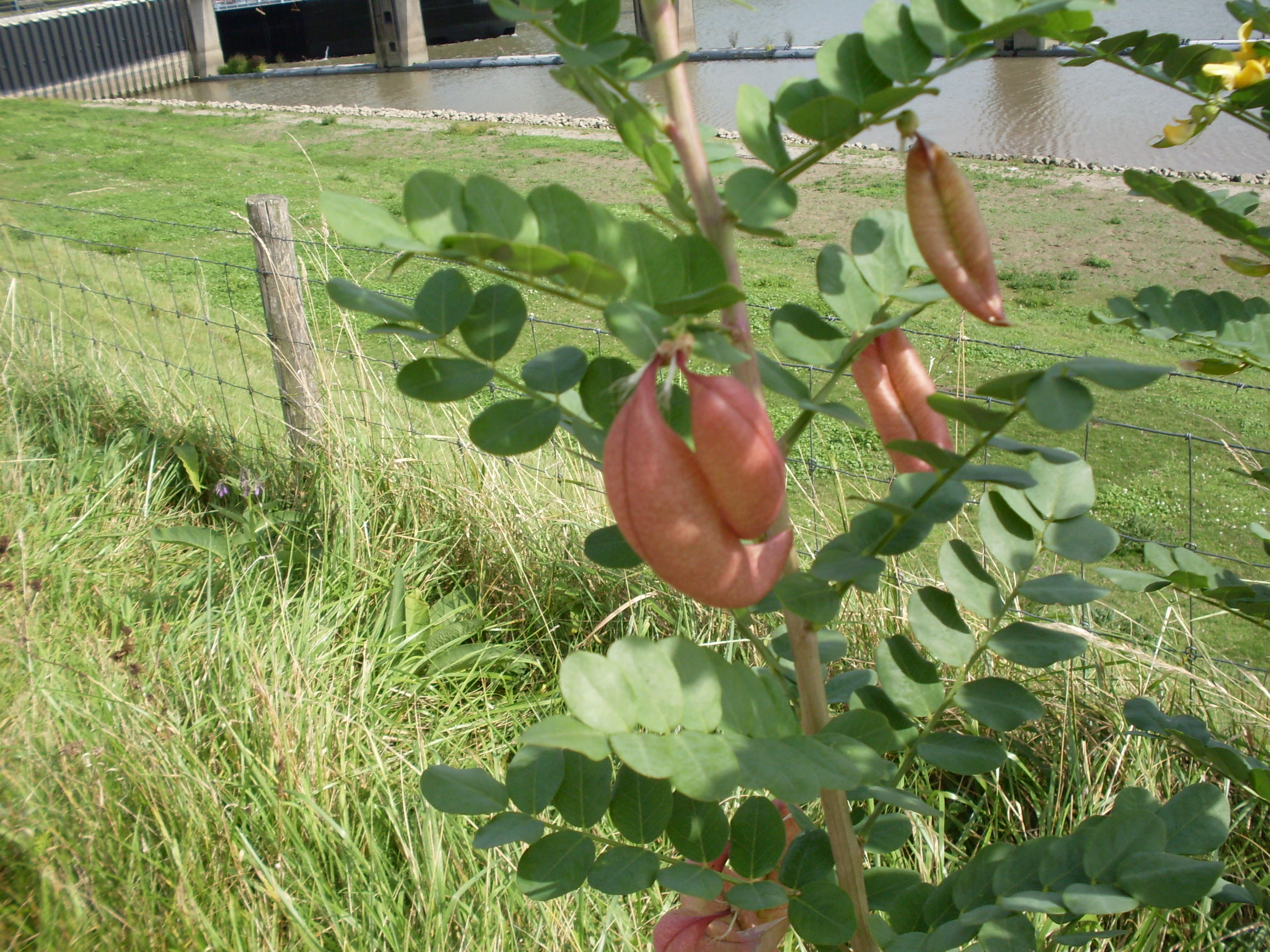 Colutea arborescens (door Dick Kerkhof)