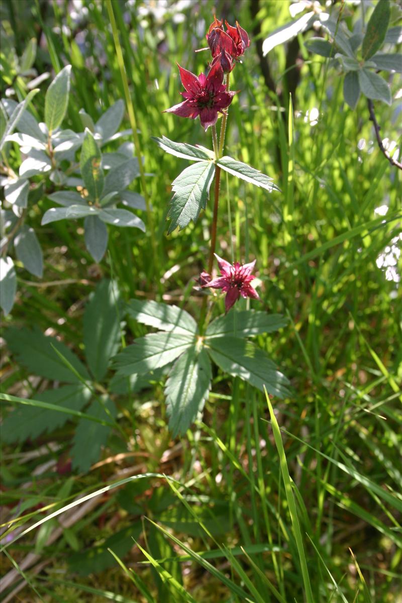 Comarum palustre (door Niels Jeurink)