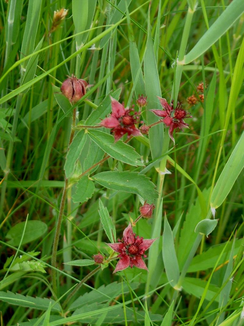 Comarum palustre (door Adrie van Heerden)