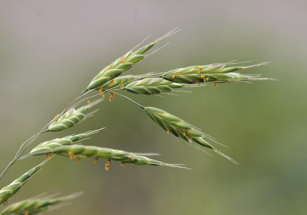 Bromus racemosus subsp. commutatus (door Theo Muusse)