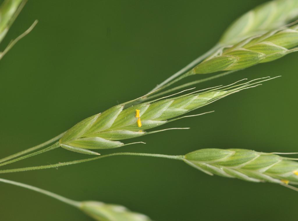 Bromus racemosus subsp. commutatus (door Theo Muusse)