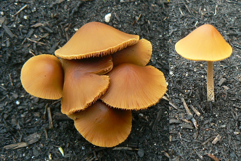 Conocybe aurea (door Ismael Wind)