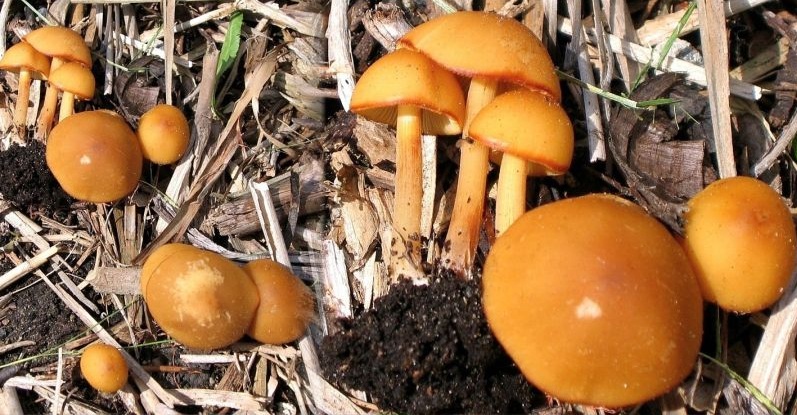 Conocybe aurea (door Lucien Noens)