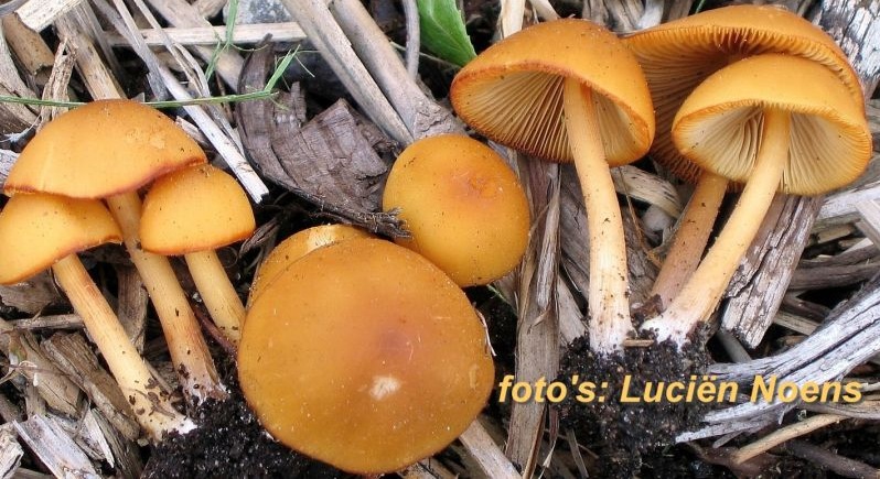 Conocybe aurea (door Lucien Noens)