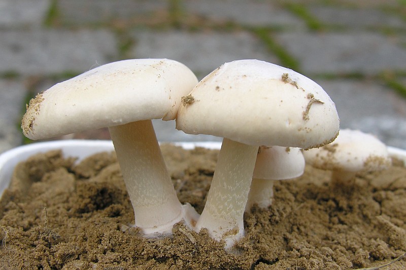 Conocybe intrusa (door Marian Jagers)