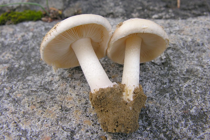 Conocybe intrusa (door Marian Jagers)