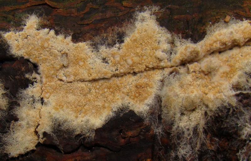 Coniophora arida var. suffocata (door Hermien Wassink)