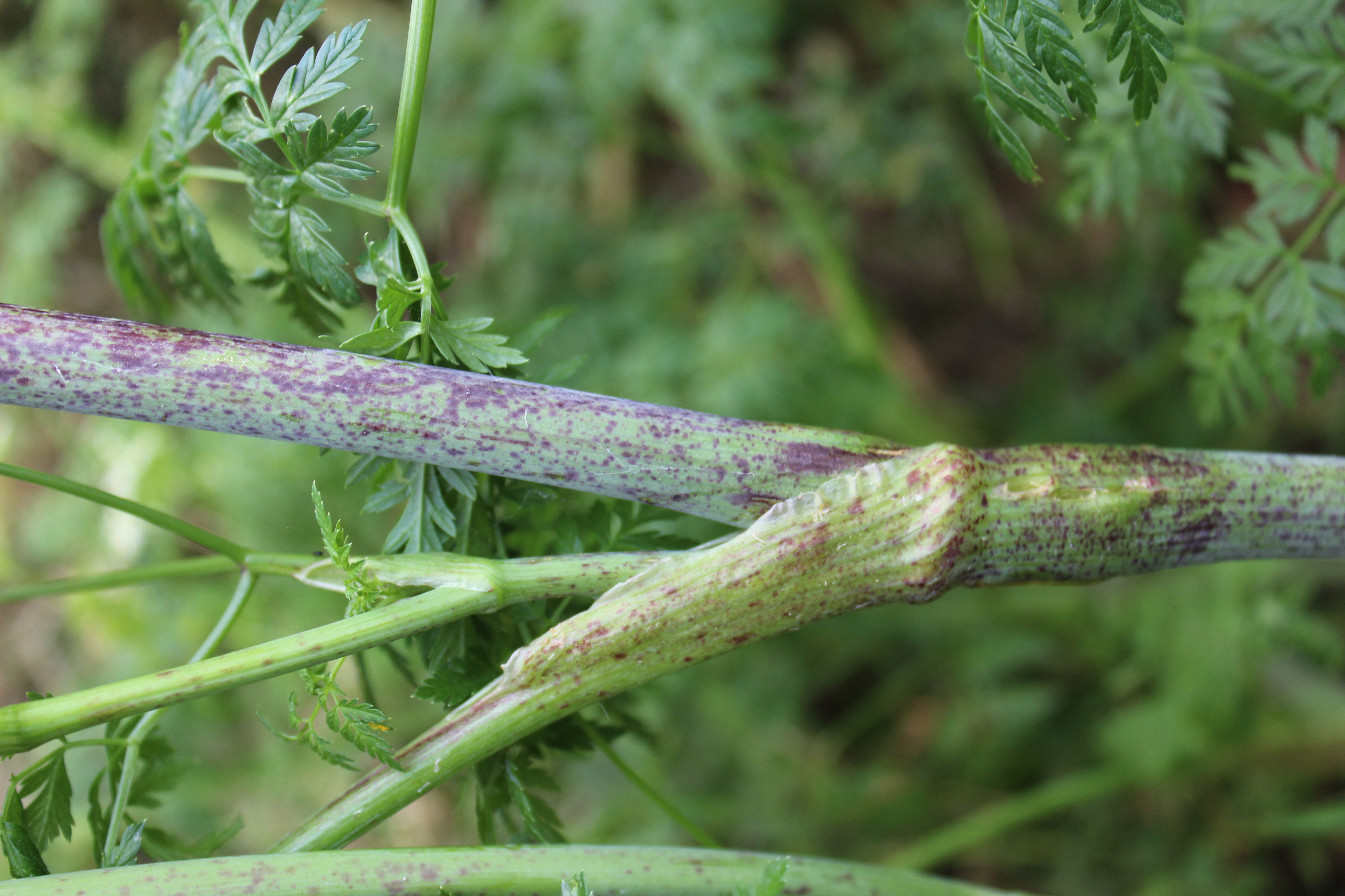 Conium maculatum (door Niels Jeurink)