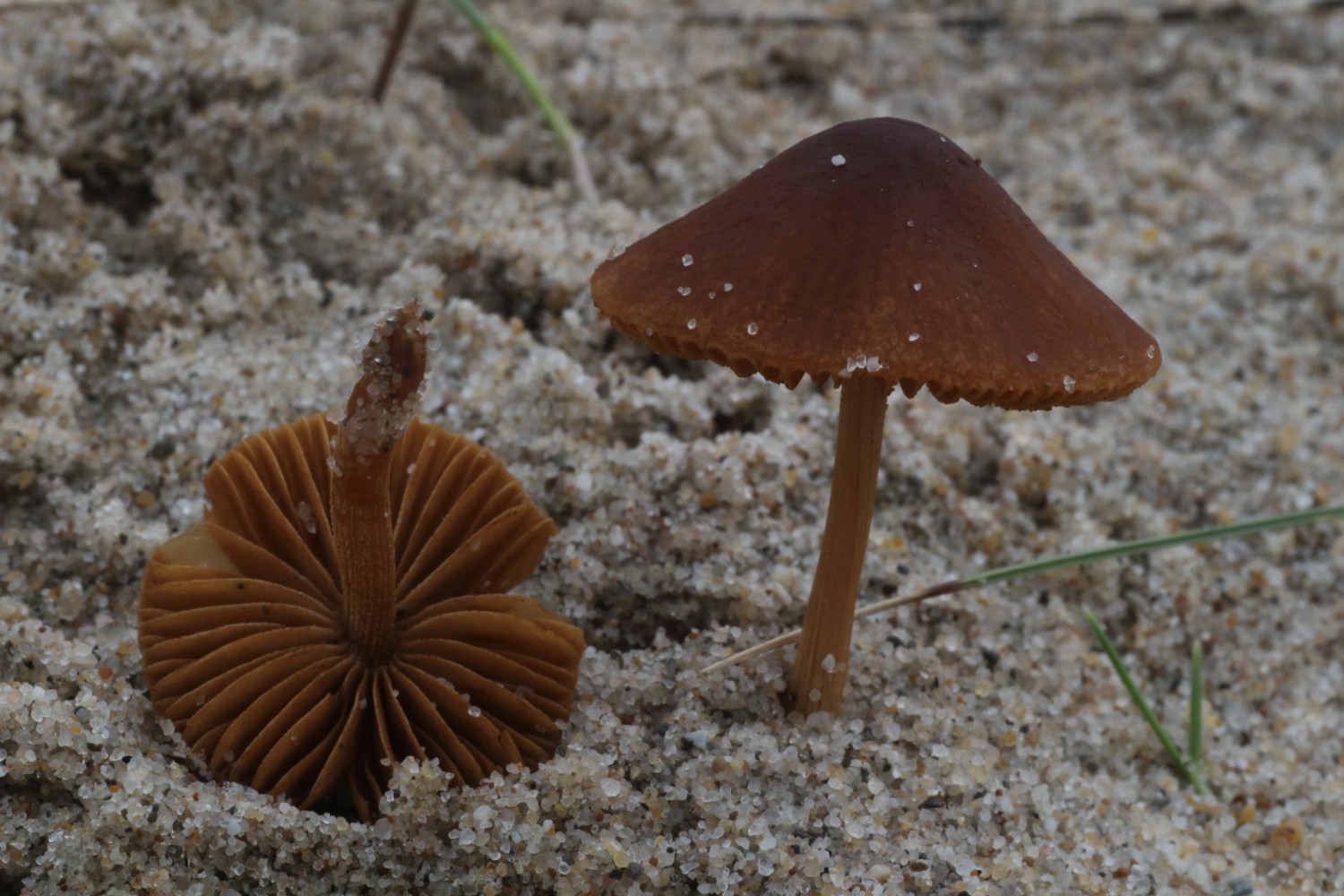 Conocybe dunensis (door Peter Peperkamp)