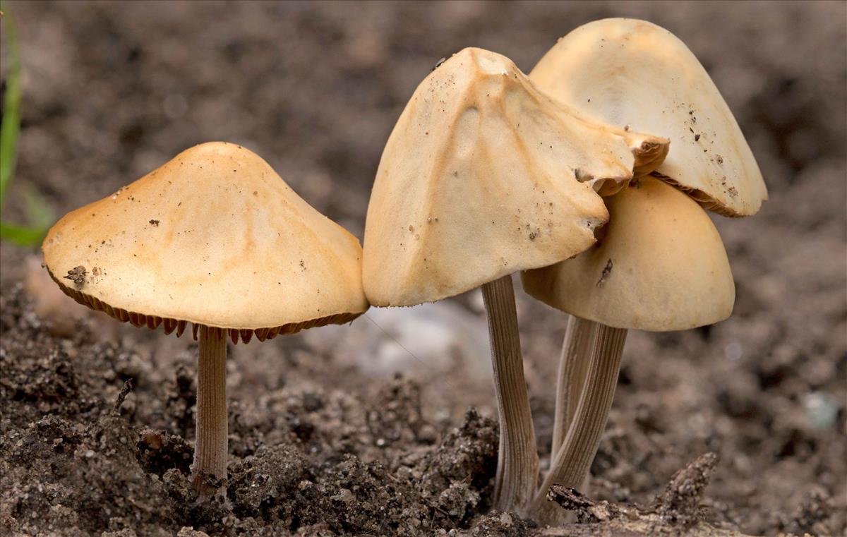 Conocybe fuscimarginata (door Menno Boomsluiter)