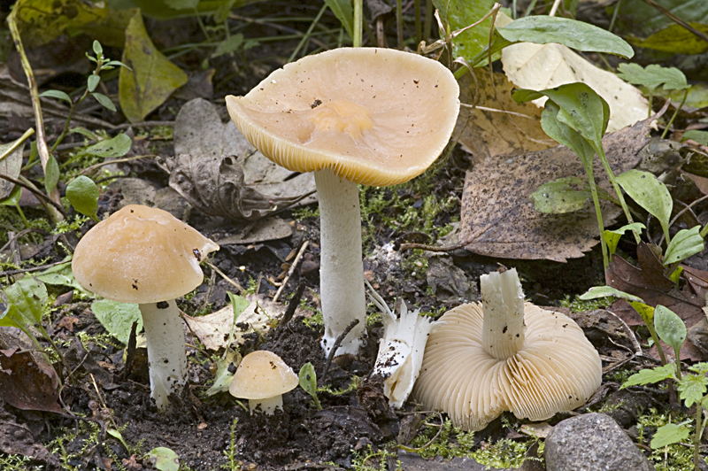 Pholiotina pygmaeoaffinis (door Nico Dam)