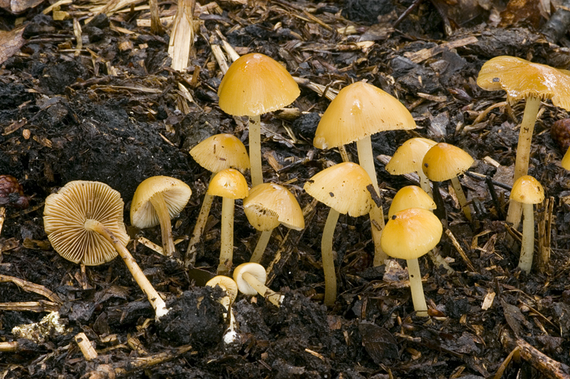 Conocybe aurea (door Nico Dam)