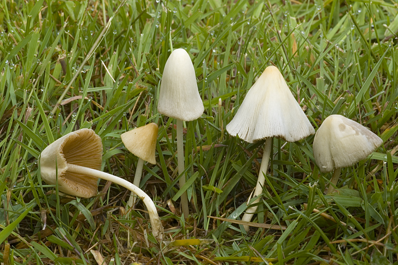 Conocybe albipes (door Nico Dam)