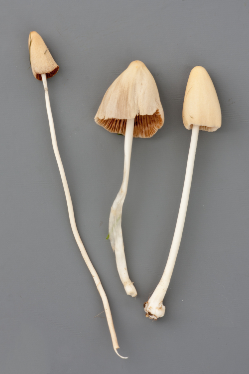 Conocybe albipes (door Aldert Gutter)