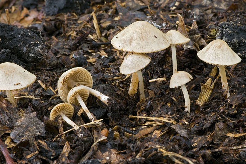 Conocybe moseri (door Nico Dam)