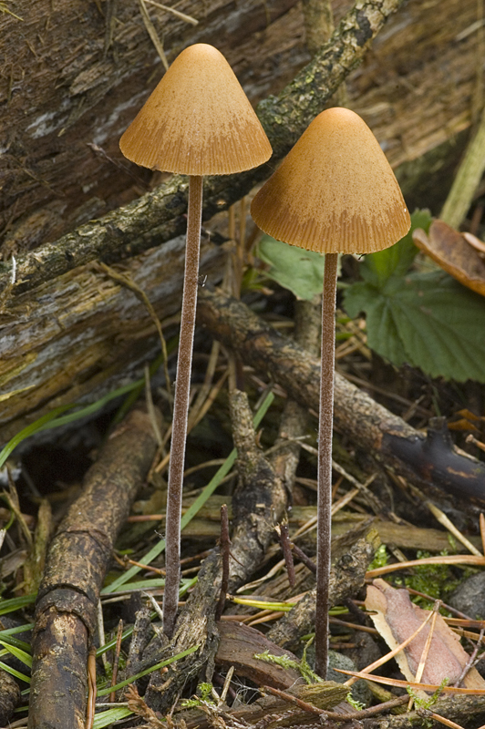 Conocybe pubescens (door Nico Dam)