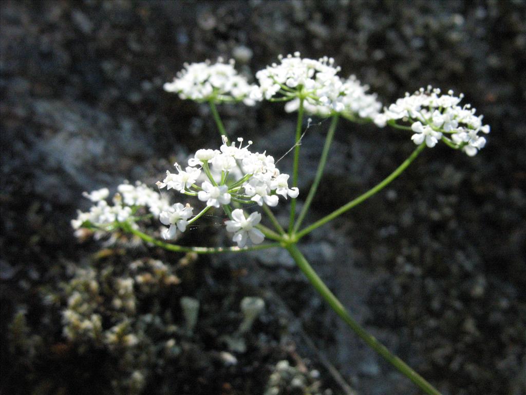 Conopodium majus (door Gertjan van Mill)