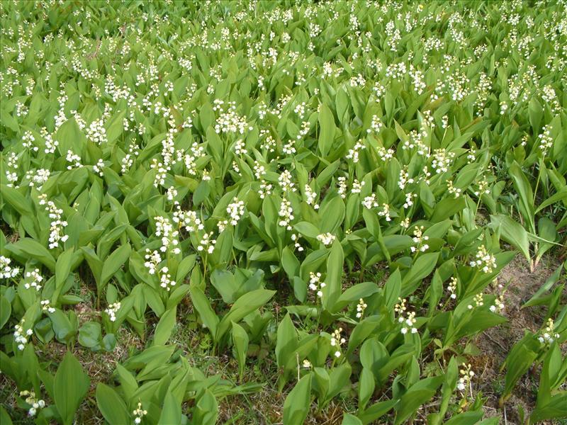 Convallaria majalis (door Adrie van Heerden)