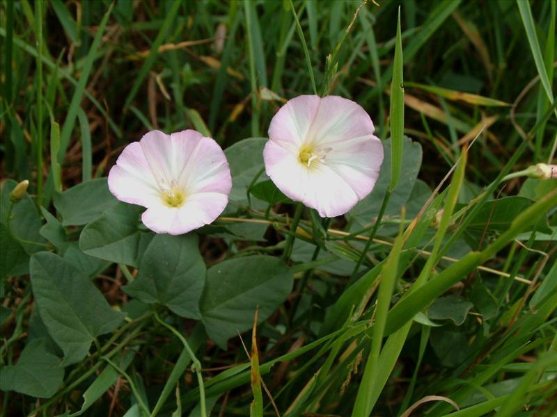 Convolvulus arvensis (door Adrie van Heerden)