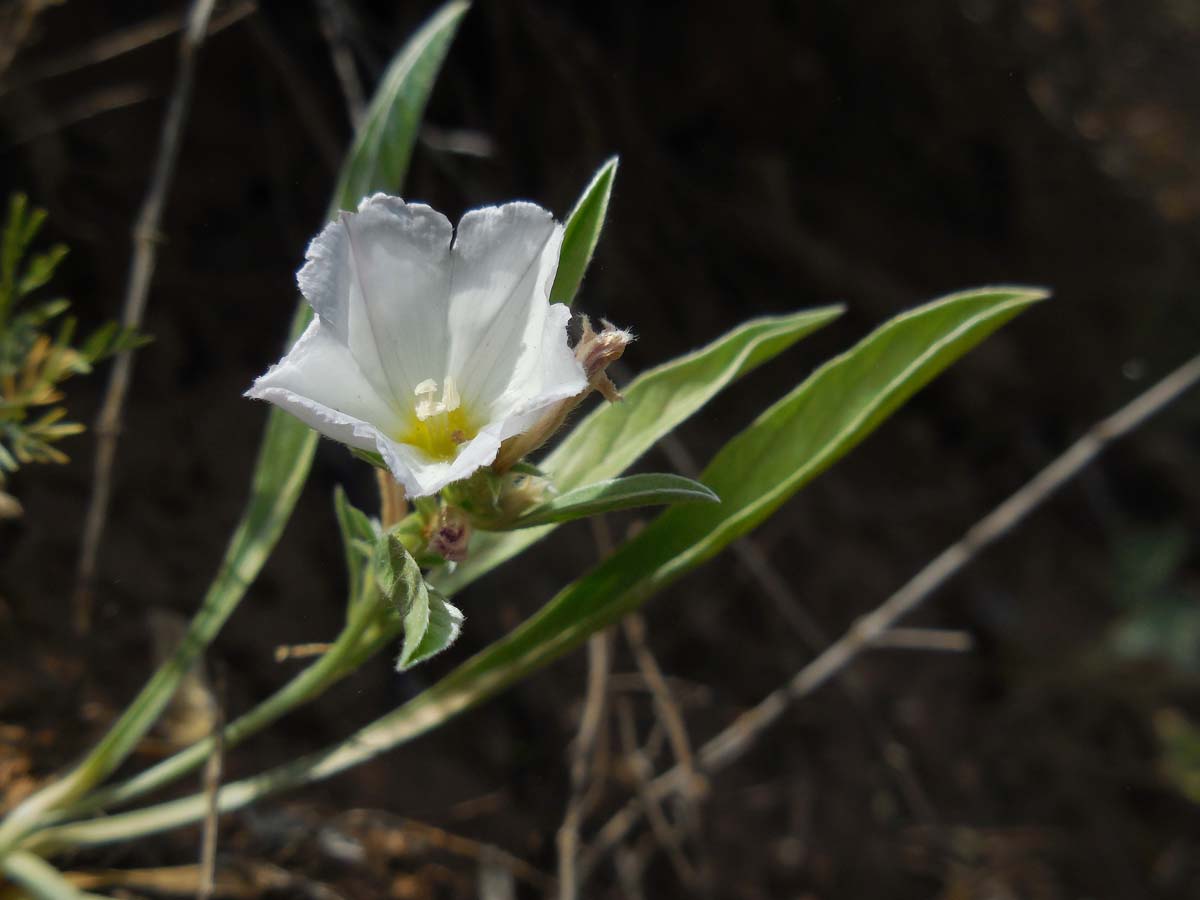 Convolvulus lineatus (door Ed Stikvoort | Saxifraga)