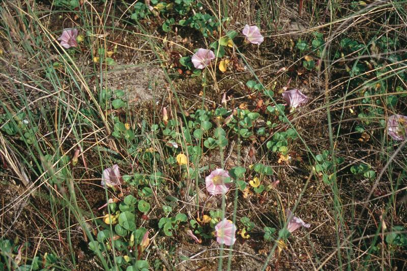 Convolvulus soldanella (door Adrie van Heerden)