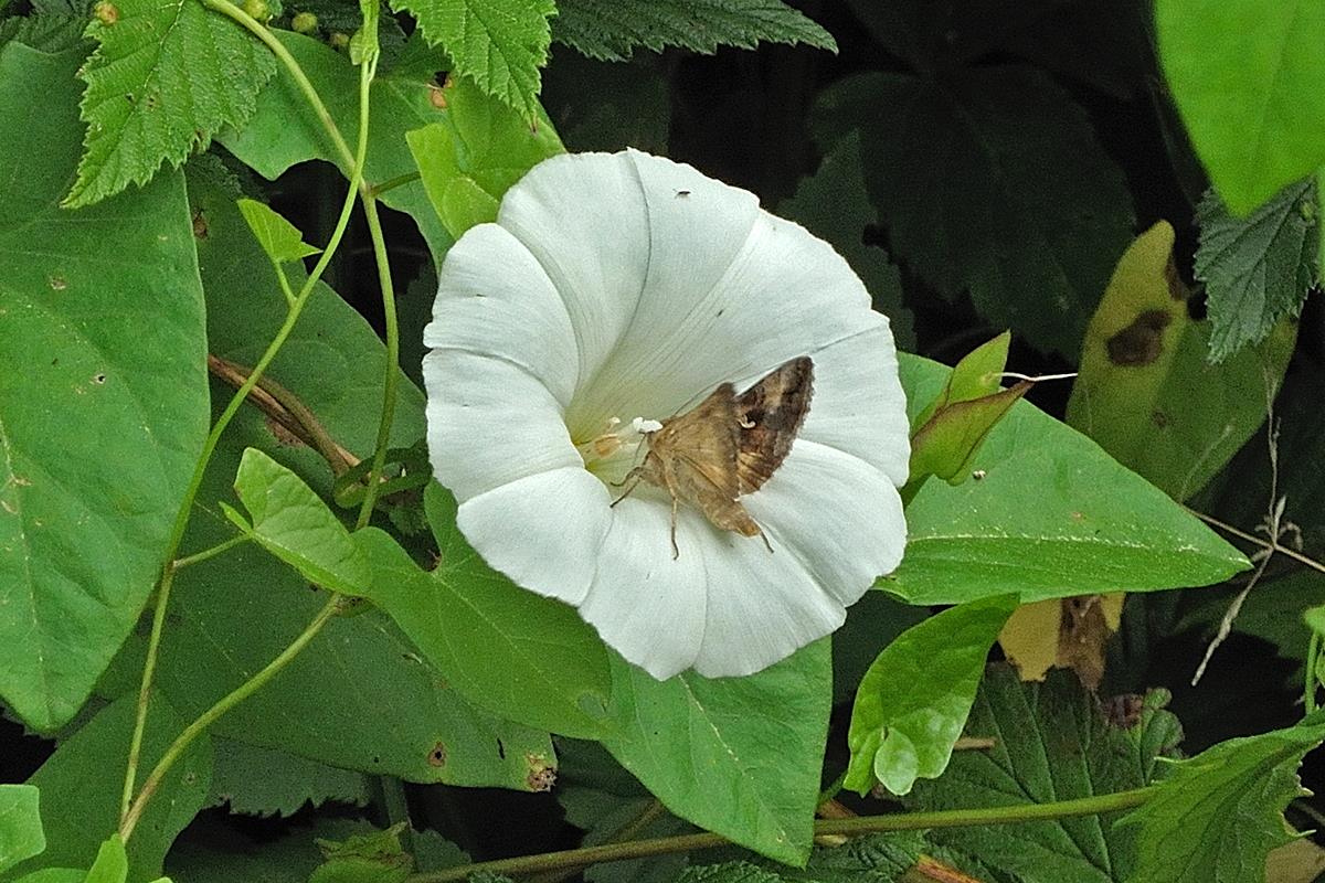 Convolvulus sepium (door Ab H. Baas)