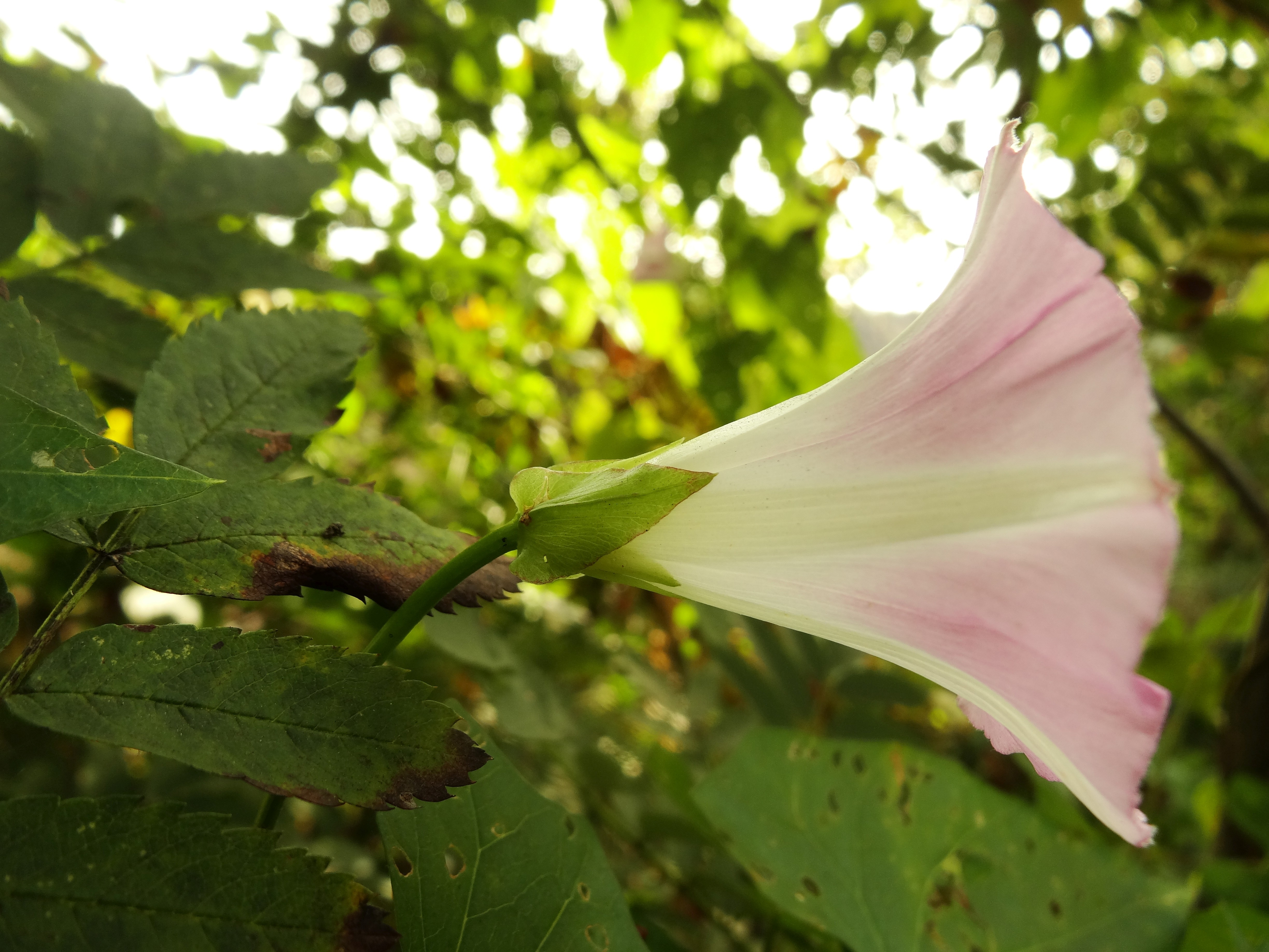 Convolvulus sepium (door Jakob Hanenburg)