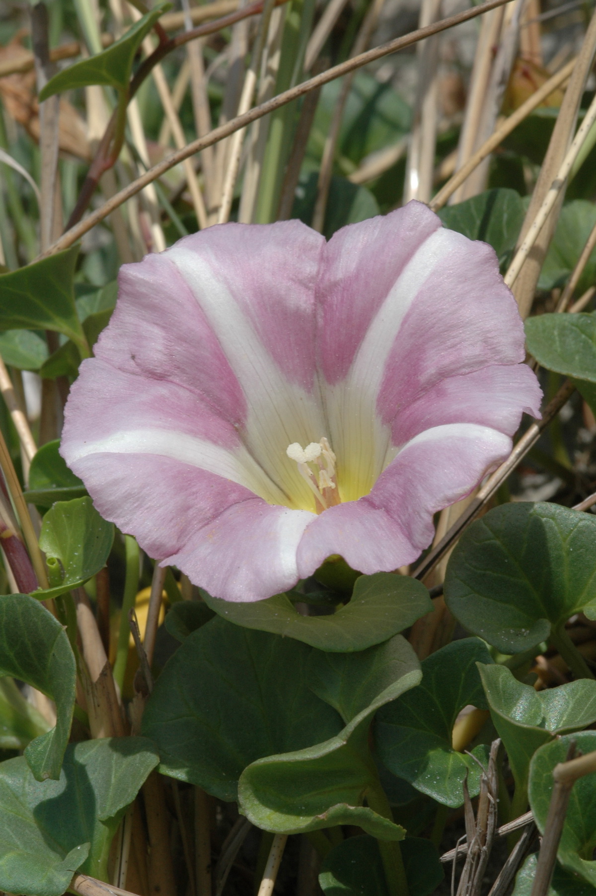 Convolvulus soldanella (door Hans Toetenel)