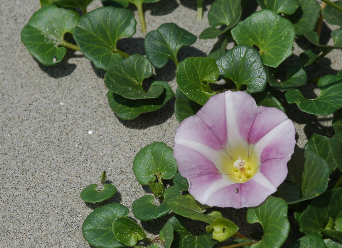 Convolvulus soldanella (door Hans Toetenel)