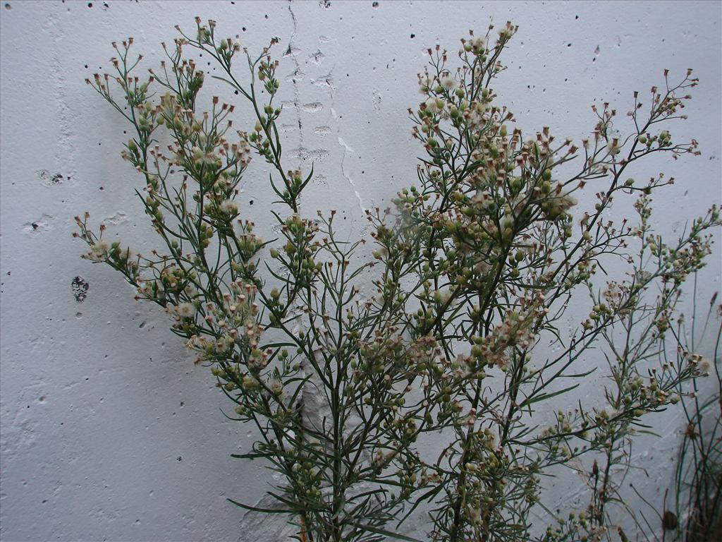 Erigeron bonariensis (door Adrie van Heerden)