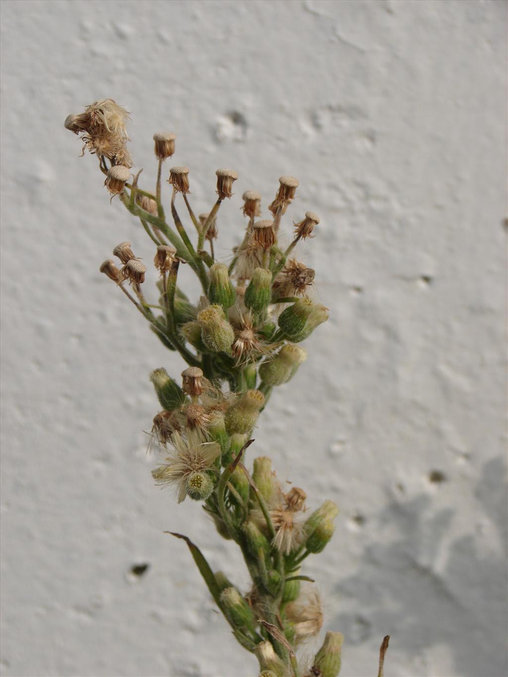 Erigeron bonariensis (door Adrie van Heerden)