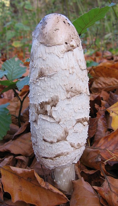 Coprinus comatus (door Gio van Bernebeek)