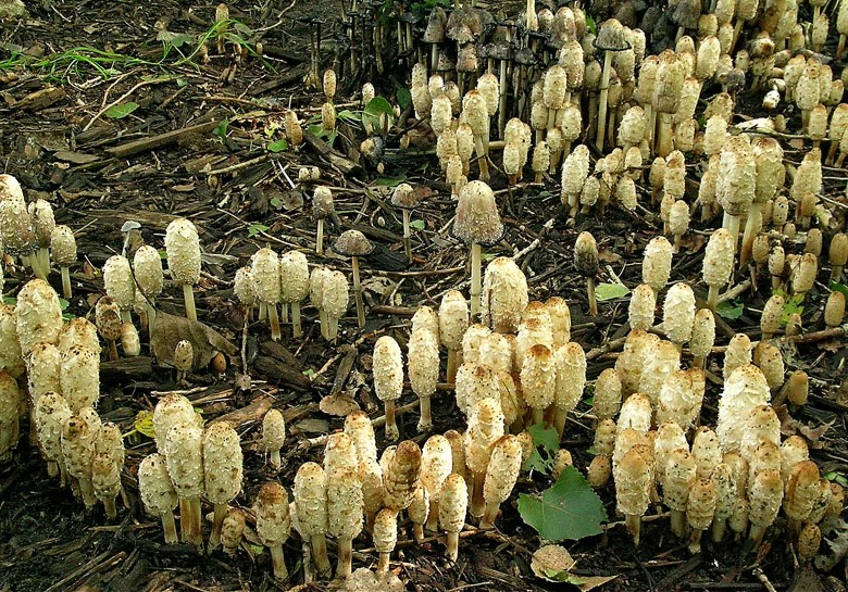 Coprinus comatus (door Henk Huijser)