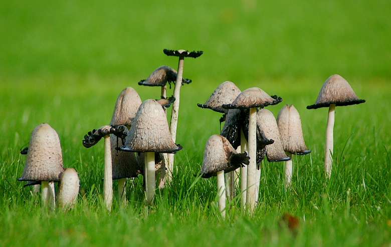 Coprinus comatus (door Meindert Boskma)