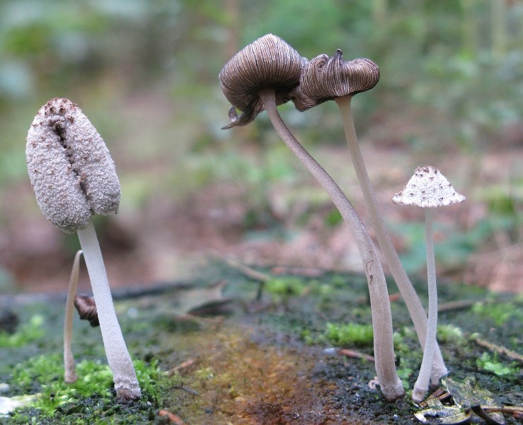 Coprinopsis laanii (door Lucien Noens)