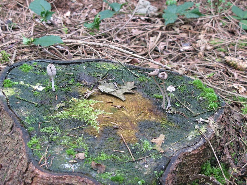 Coprinopsis laanii (door Lucien Noens)