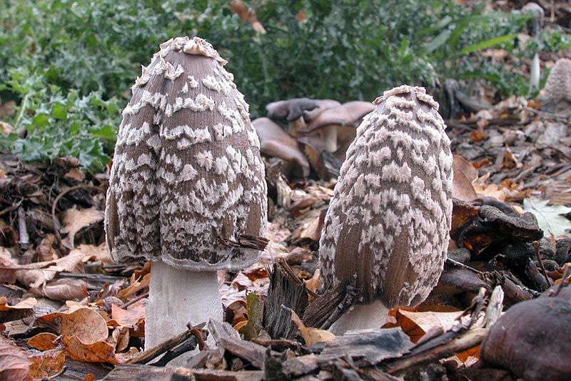 Coprinopsis picacea (door Gerben Winkel)