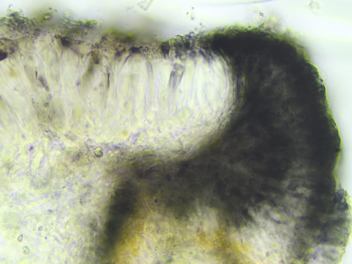 Coppinsidea aphana (door Henk-Jan van der Kolk)