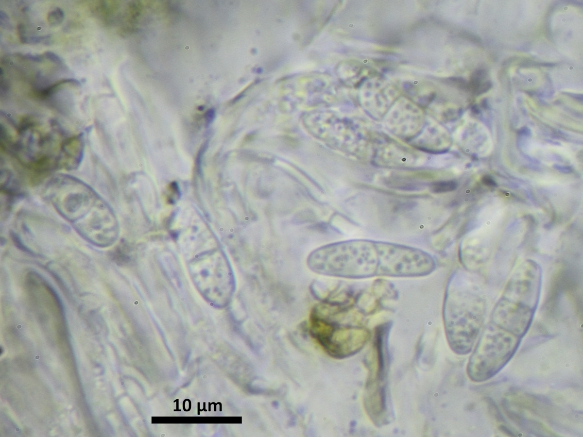 Coppinsidea aphana (door Henk-Jan van der Kolk)