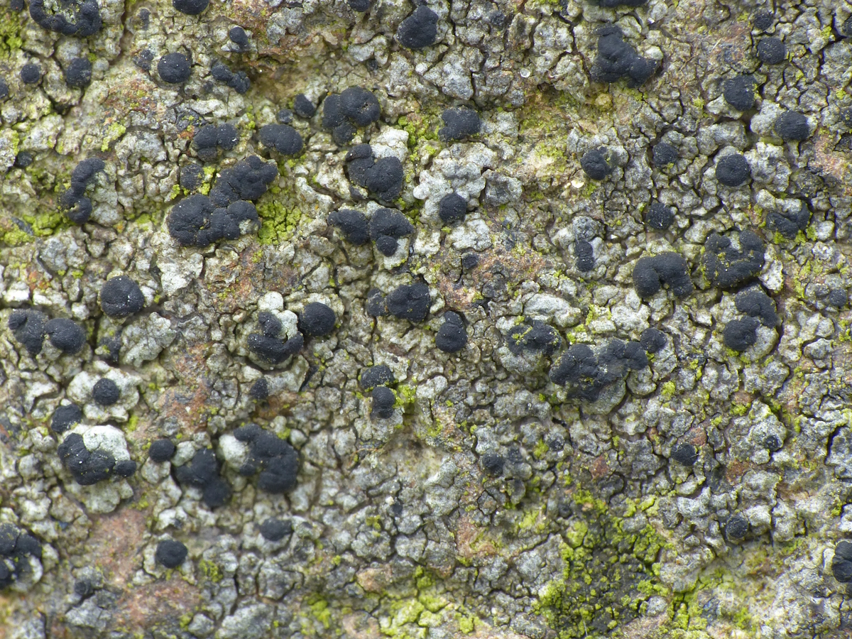 Coppinsidea aphana (door Henk-Jan van der Kolk)