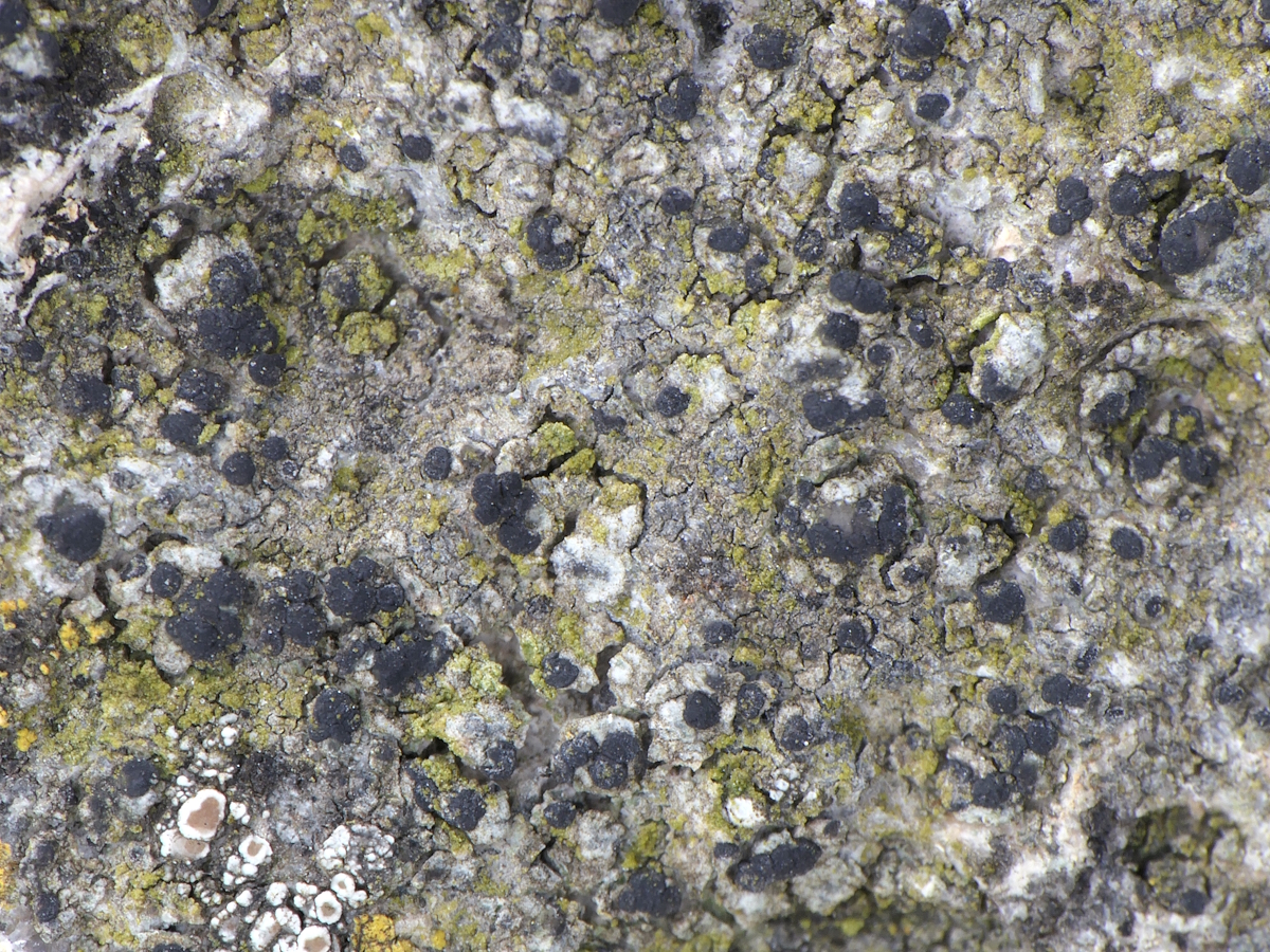 Coppinsidea aphana (door Henk-Jan van der Kolk)