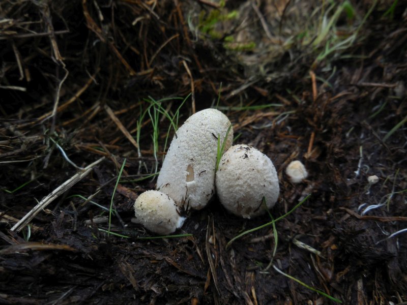 Coprinellus flocculosus (door Marian Jagers)